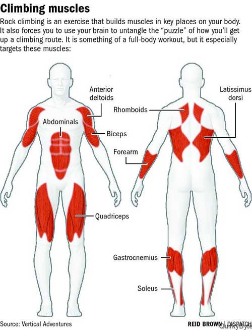 Upper and Lower Body Muscles Used in Climbing or a Vertical Climber at Home